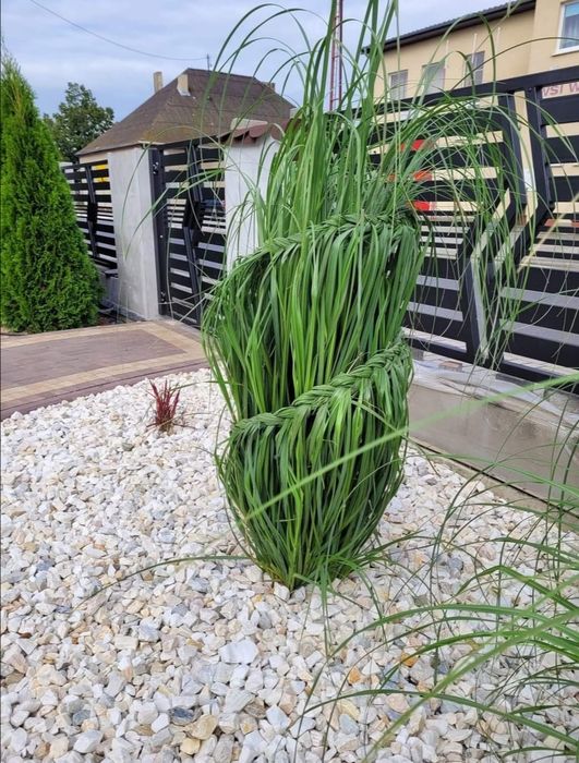 Grys biały biała Marianna kamień naturalny darmowa dostawa +głaz