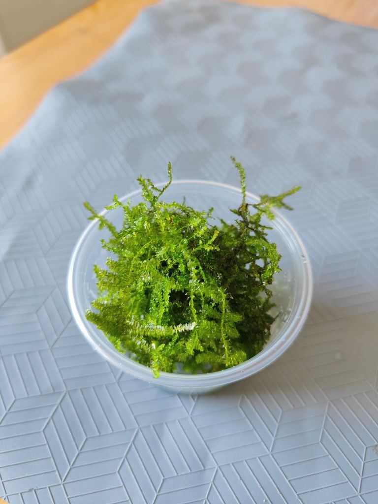Mech jawajski - Java moss