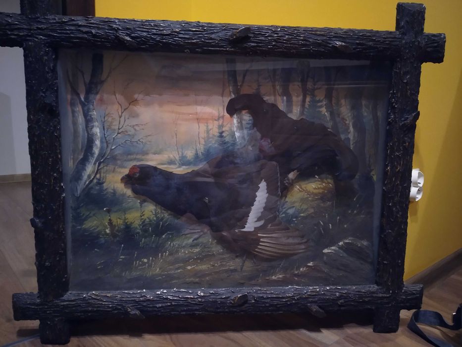 Ptasia diorama z cietrzewiem