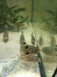Corydoras trillineatus (Juli)