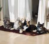 Maine Coon Kotka z Rodowodem