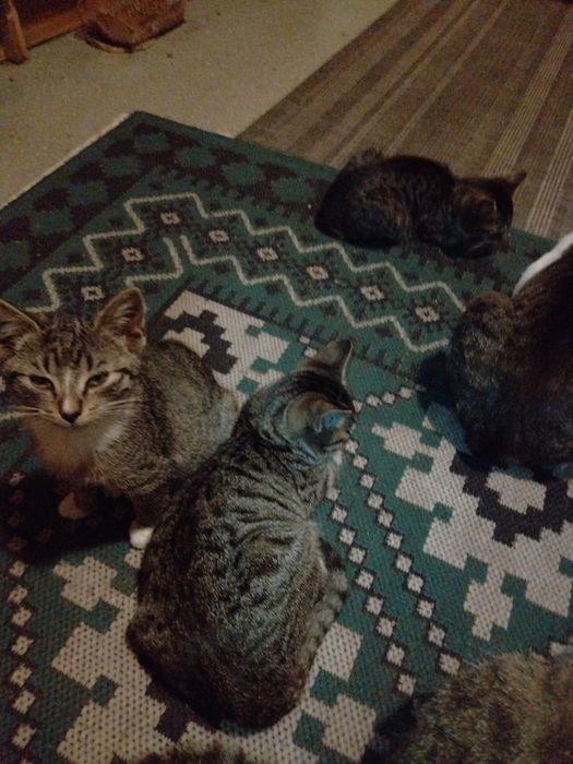 Oddam cztery siwo - szare młode kotki