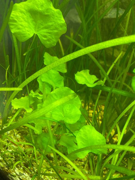 Sprzedam Lotos zielony