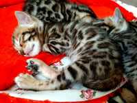 Бенгальские котята, бенгалы(бенгальські кошенята)