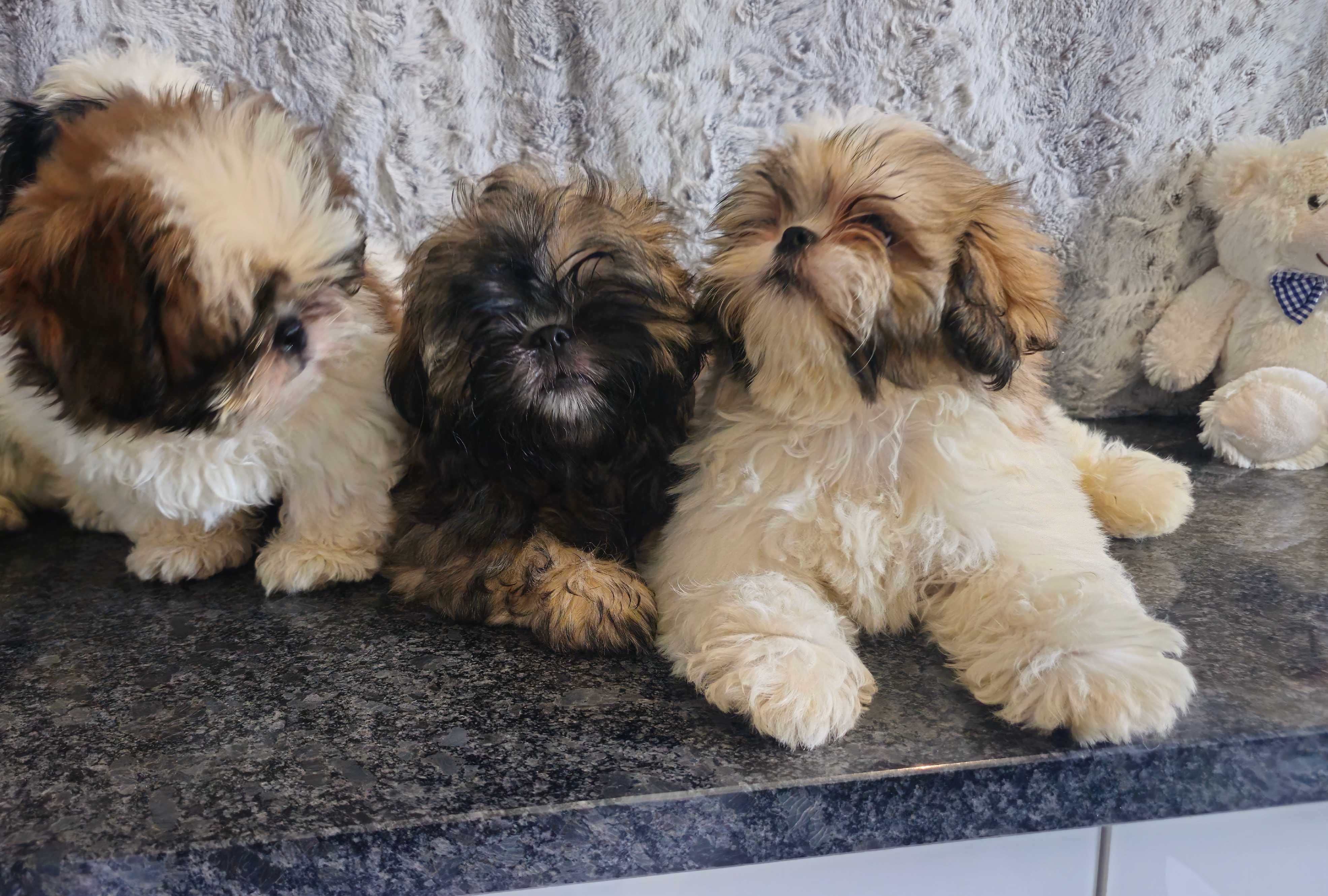 Shih Tzu puchaty piesek z rodowodem SWKIPR
