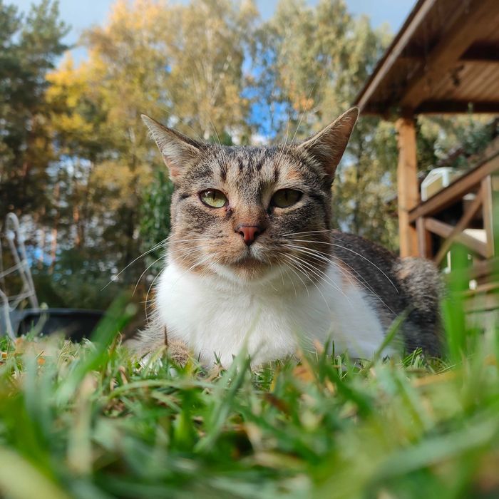 Przygarnij mnie, jestem fajna kotka