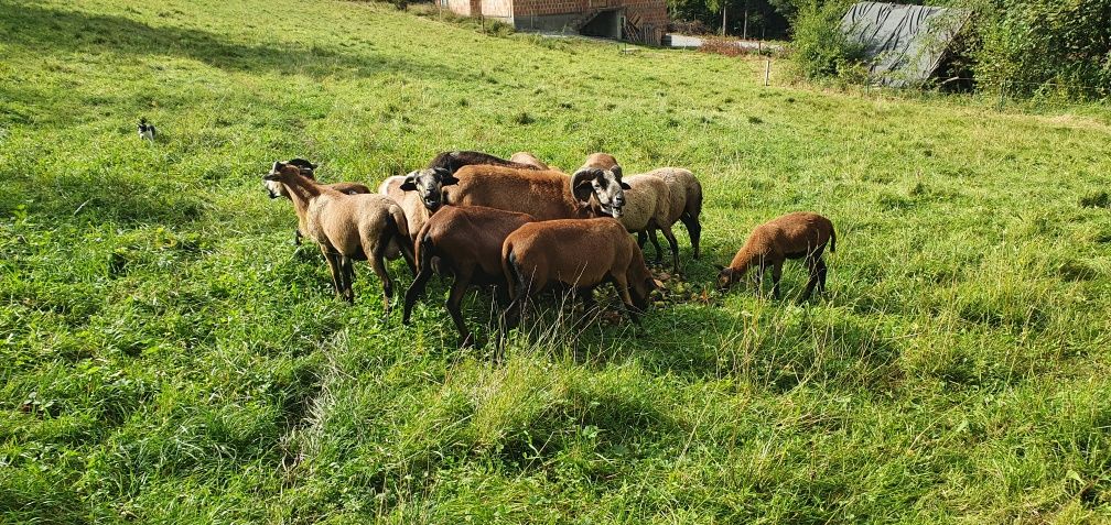 Owce kameruńskie i tryki