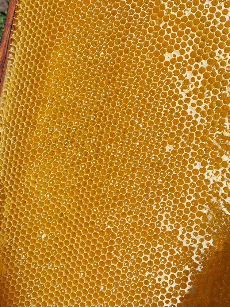 Продам мед із власної пасіки