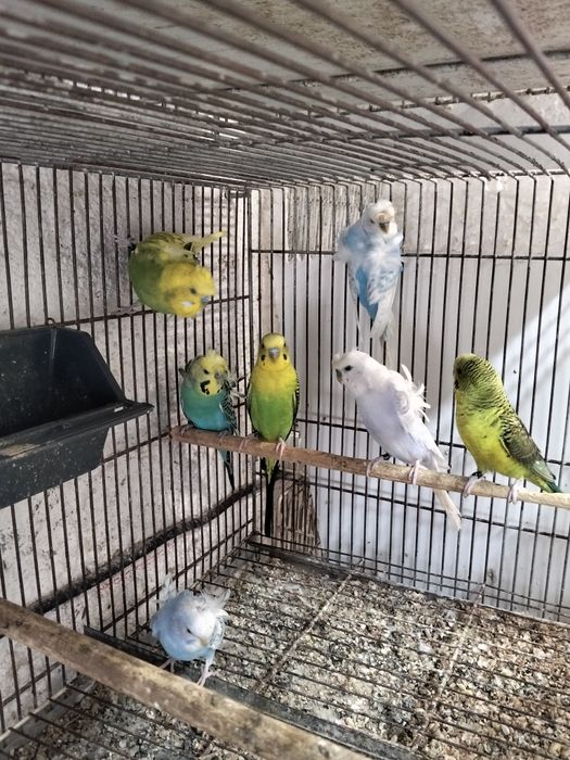 Periquitos hagoromos