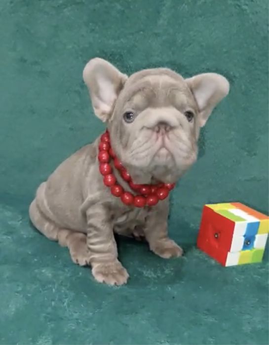 Вип! Элитная девочка Биг роп изабелла солид