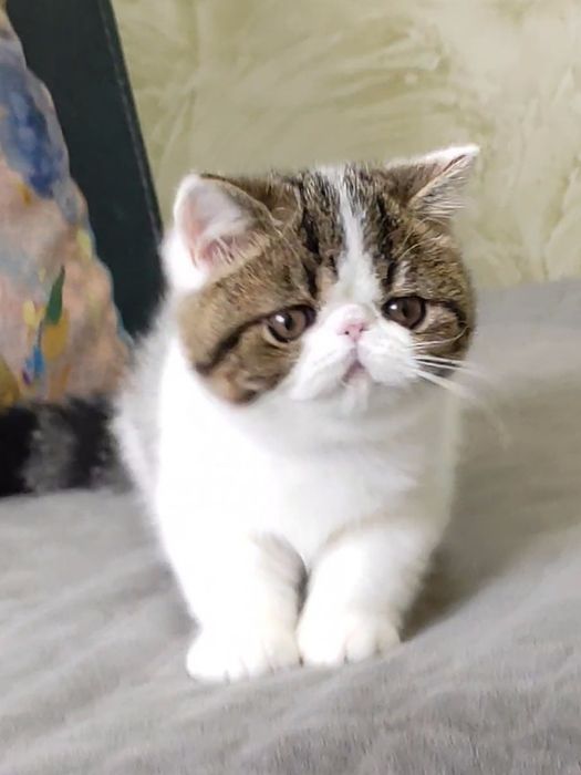 Гарний екзотичний хлопчик