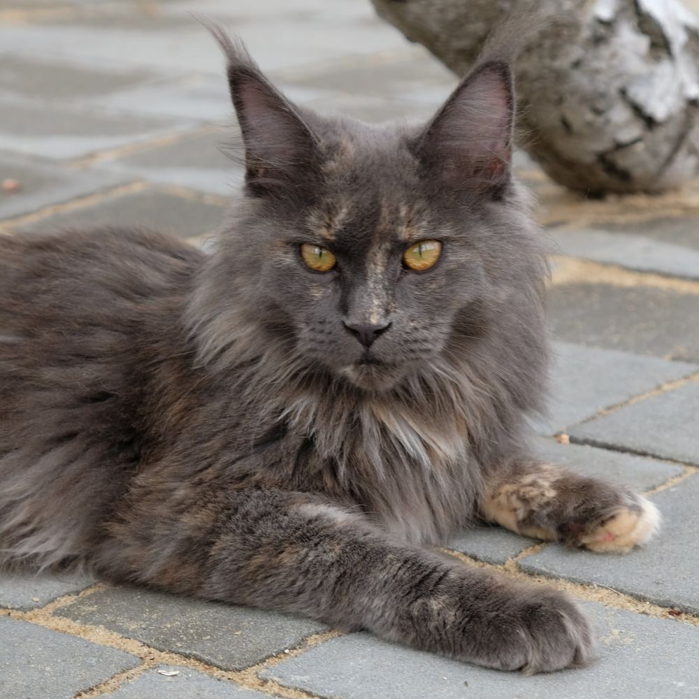 Maine coon kotka niebieski dymny szylkret z bielą FPL opcja hodowlana