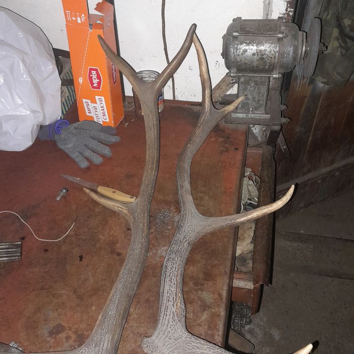 Продам Роги Олення