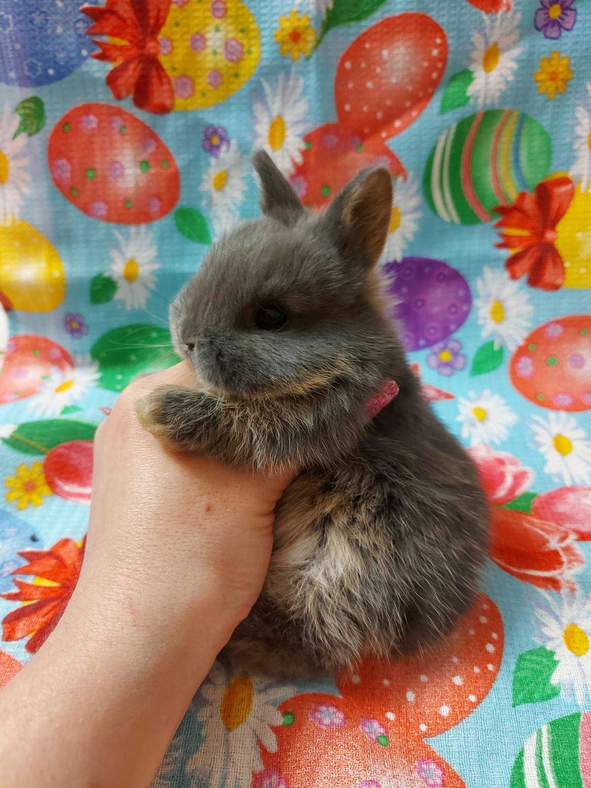 Нідерландський міні кролик