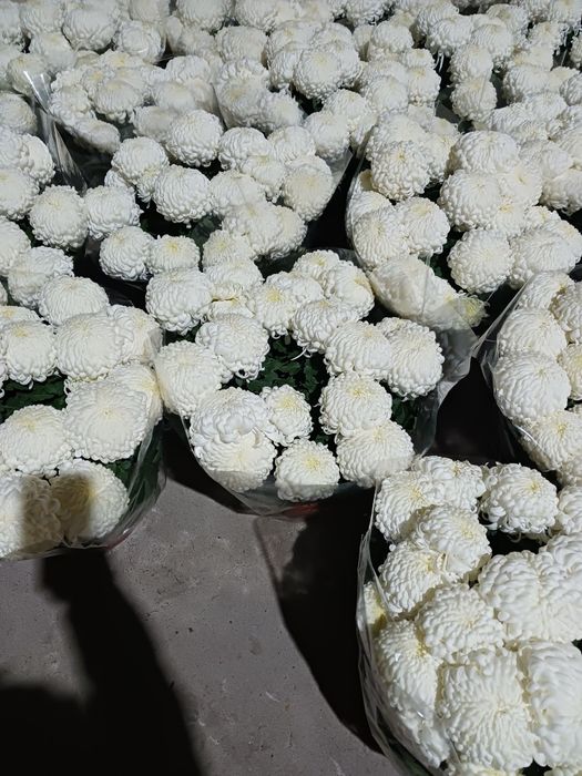 Chryzantemy Comodo Białe