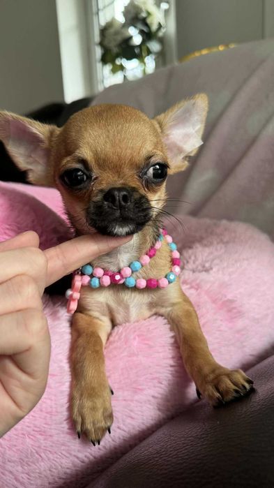 Chłopczyk Chihuahua Brązowy z Rodowodem Tommy