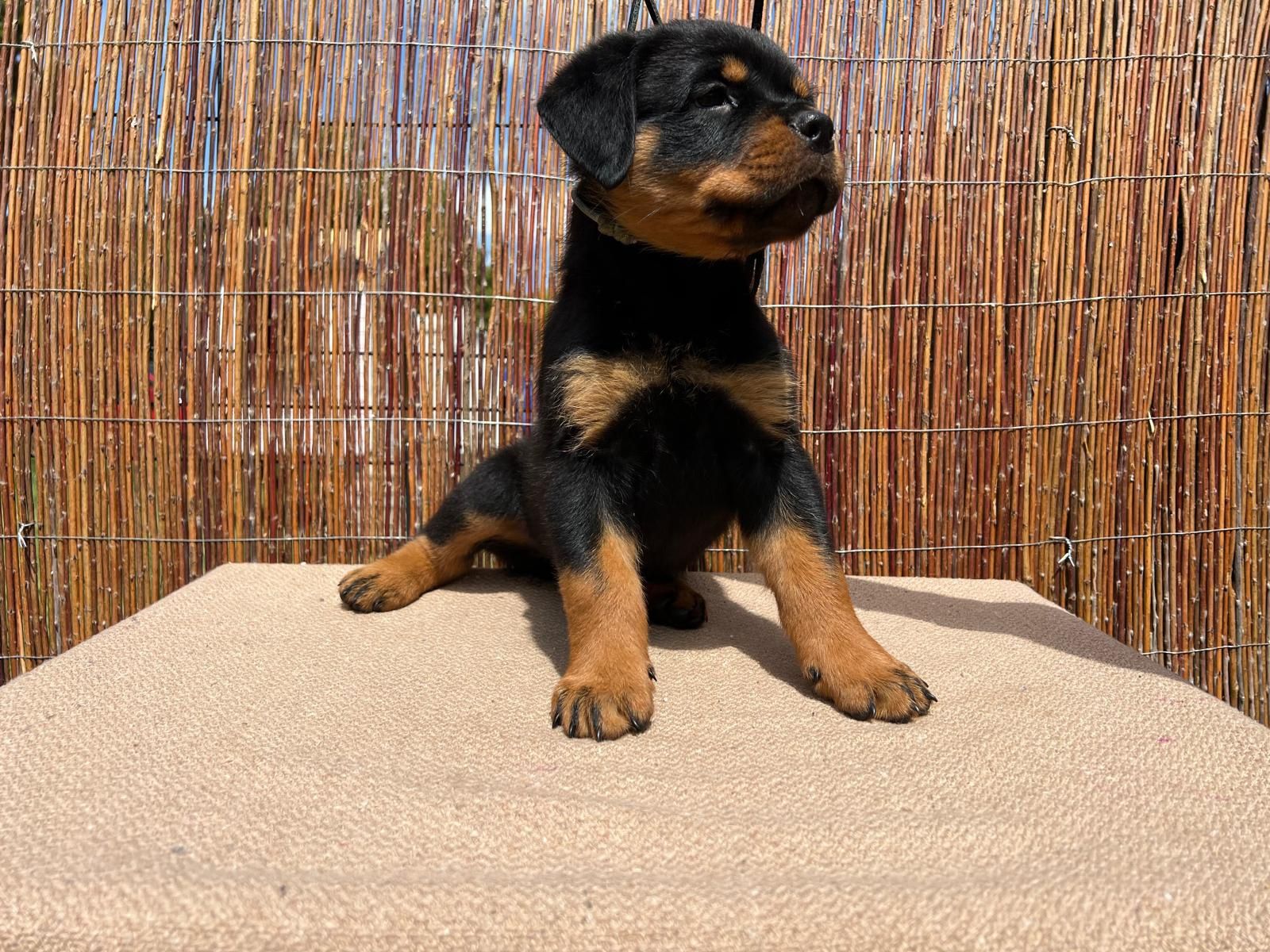 Rottweiler szczenię FCI ZKwP szczeniak pies TOP rodowód wystawy