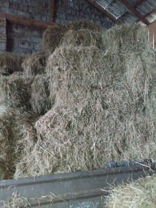 Sprzedam siano w kostkach