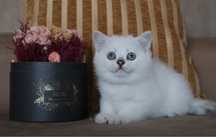 Gatinho British Shortair