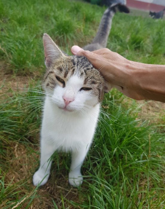 Miluś kocurek do adopcji