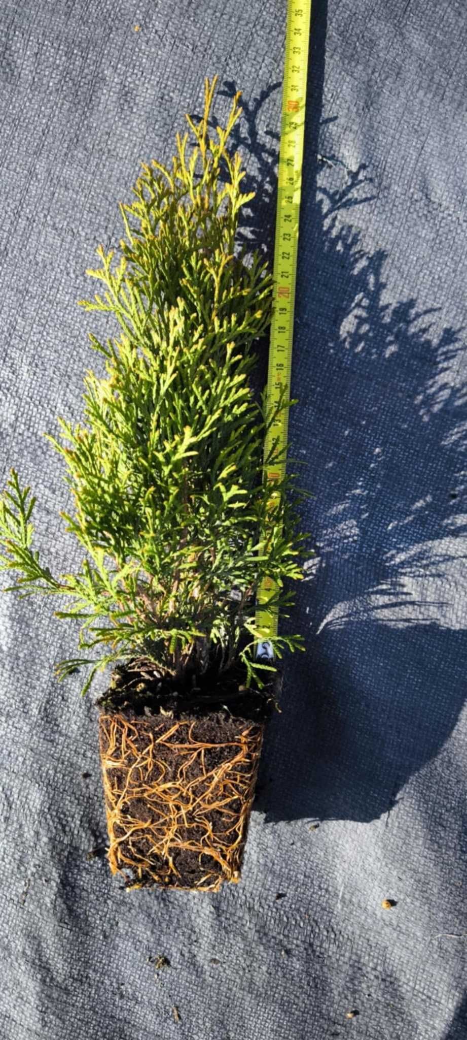 Thuja Szmaragd w doniczce P9