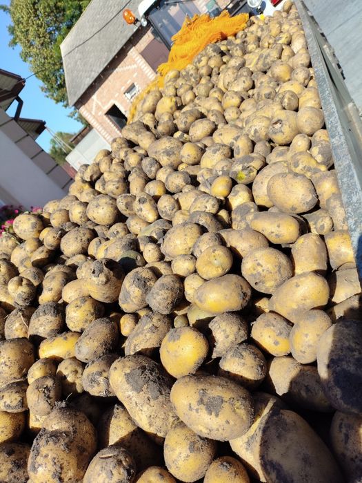 Sprzedam ziemniaki