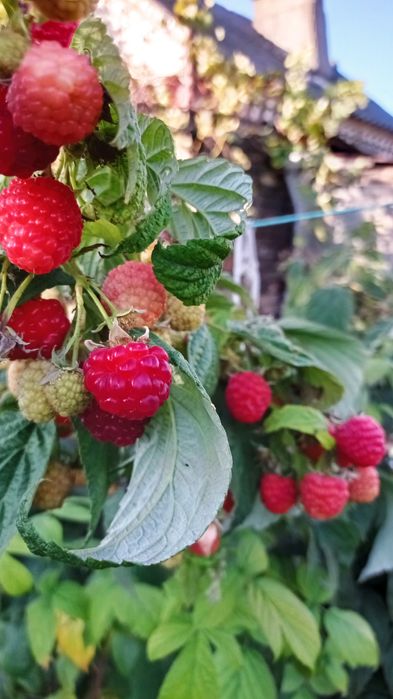 Малина красная  ранняя ремонтантная  сорта , Брусвяна.