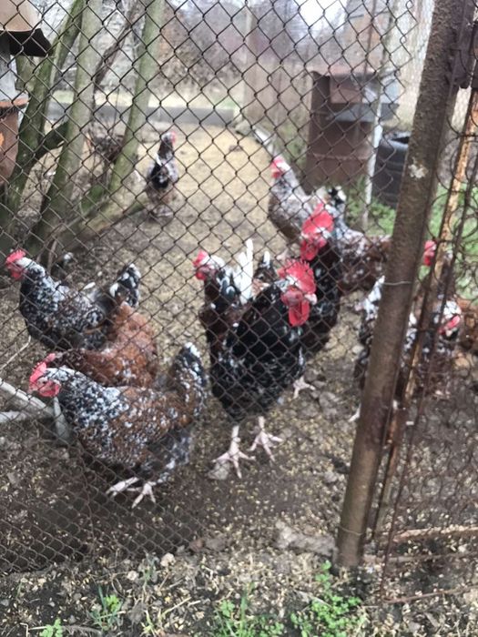 Лівенська ситцева