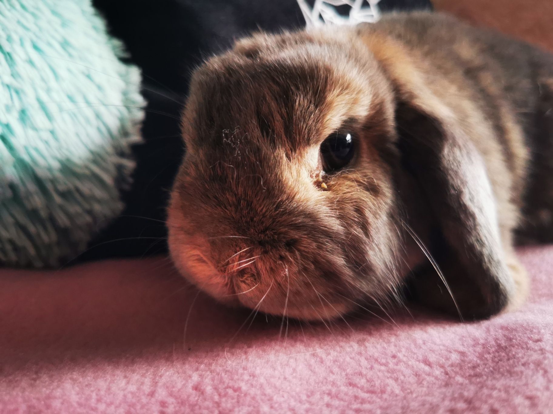 Królik miniaturka mini lop