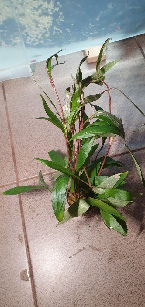 Hygrophilia corymbosa - roślina akwariowa