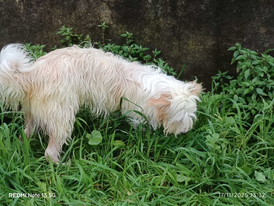 Cadelinha a fazer um ano procura nova família