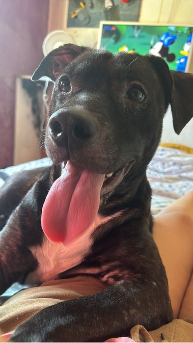 O Baco procura uma nova família