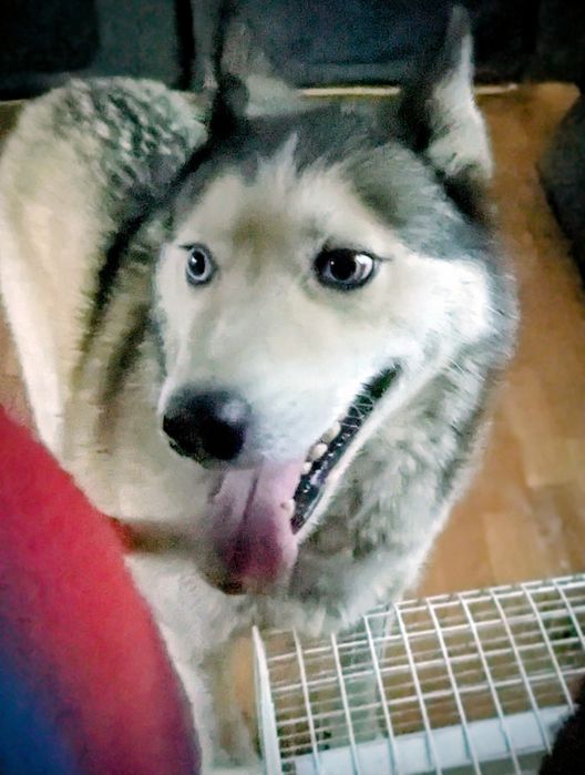 Віддам Хаскі в добрі руки.