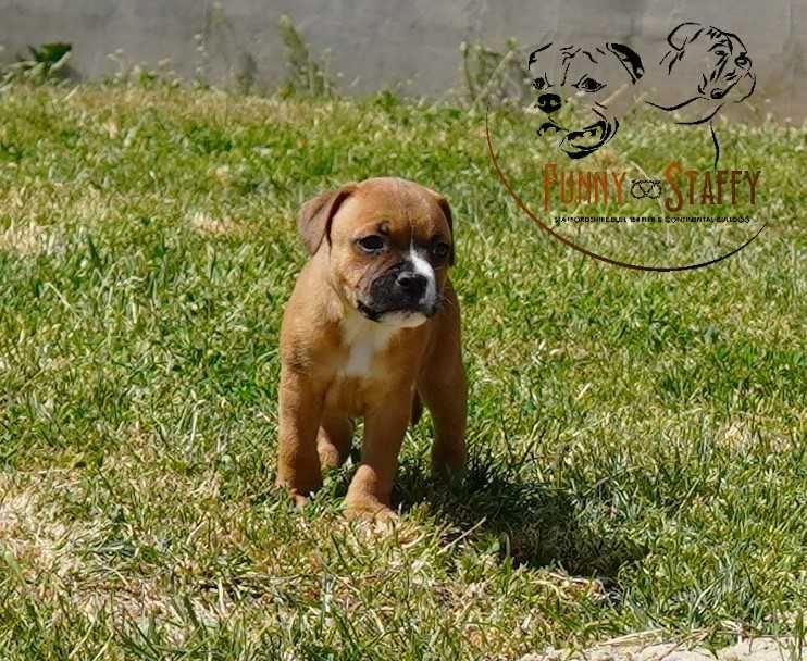 Staffordshire Bull Terrier - piesek