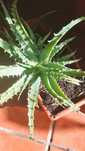 Plantas de aloe (mudas)
