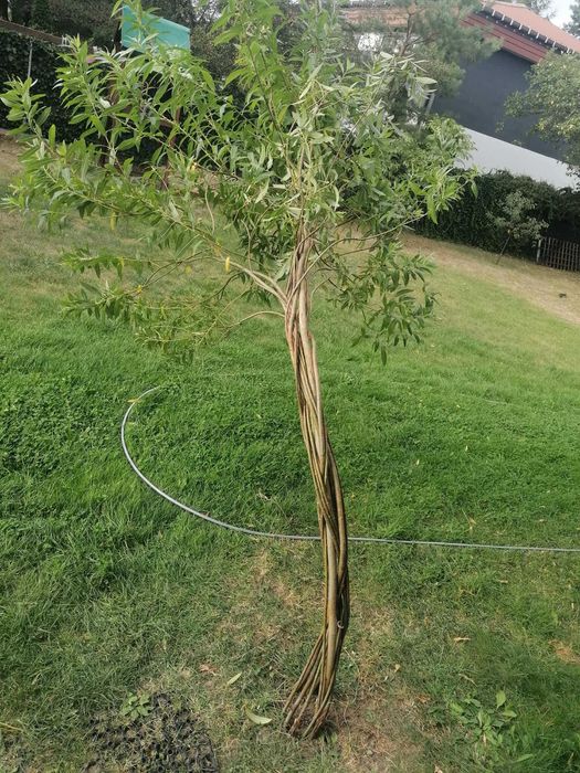 Wierzba pleciona rezerwacja