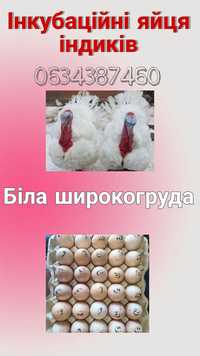 Яйце інкубаційне Біла широкогруда Україна