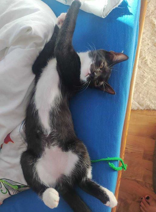 wesołe kociaki do oddania w dobre rece