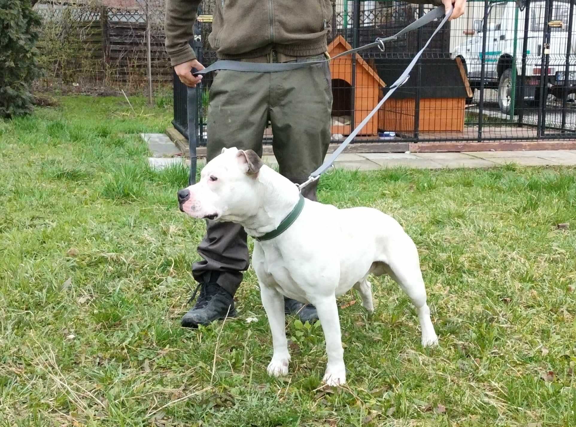 Bakuś - młody amstaff do adopcji