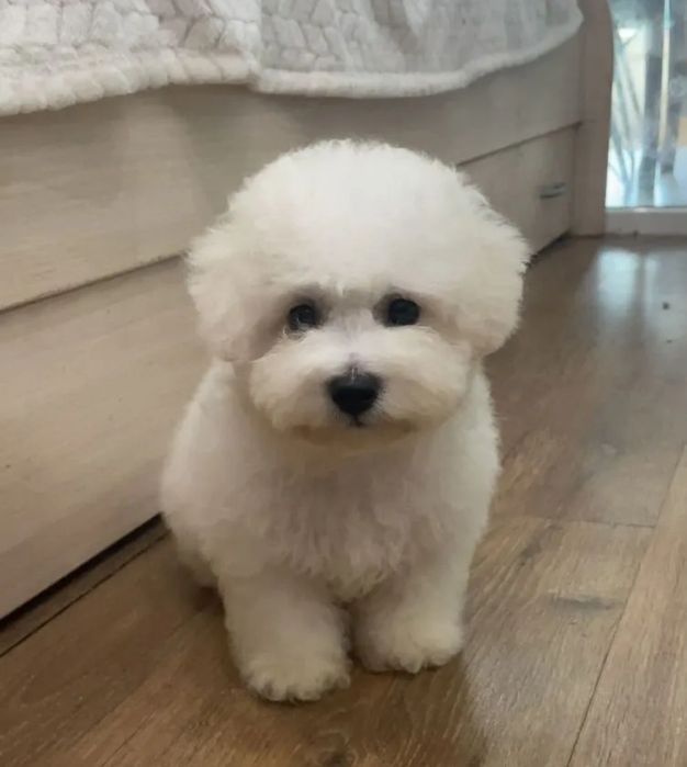 В наличии Бишон Фризе