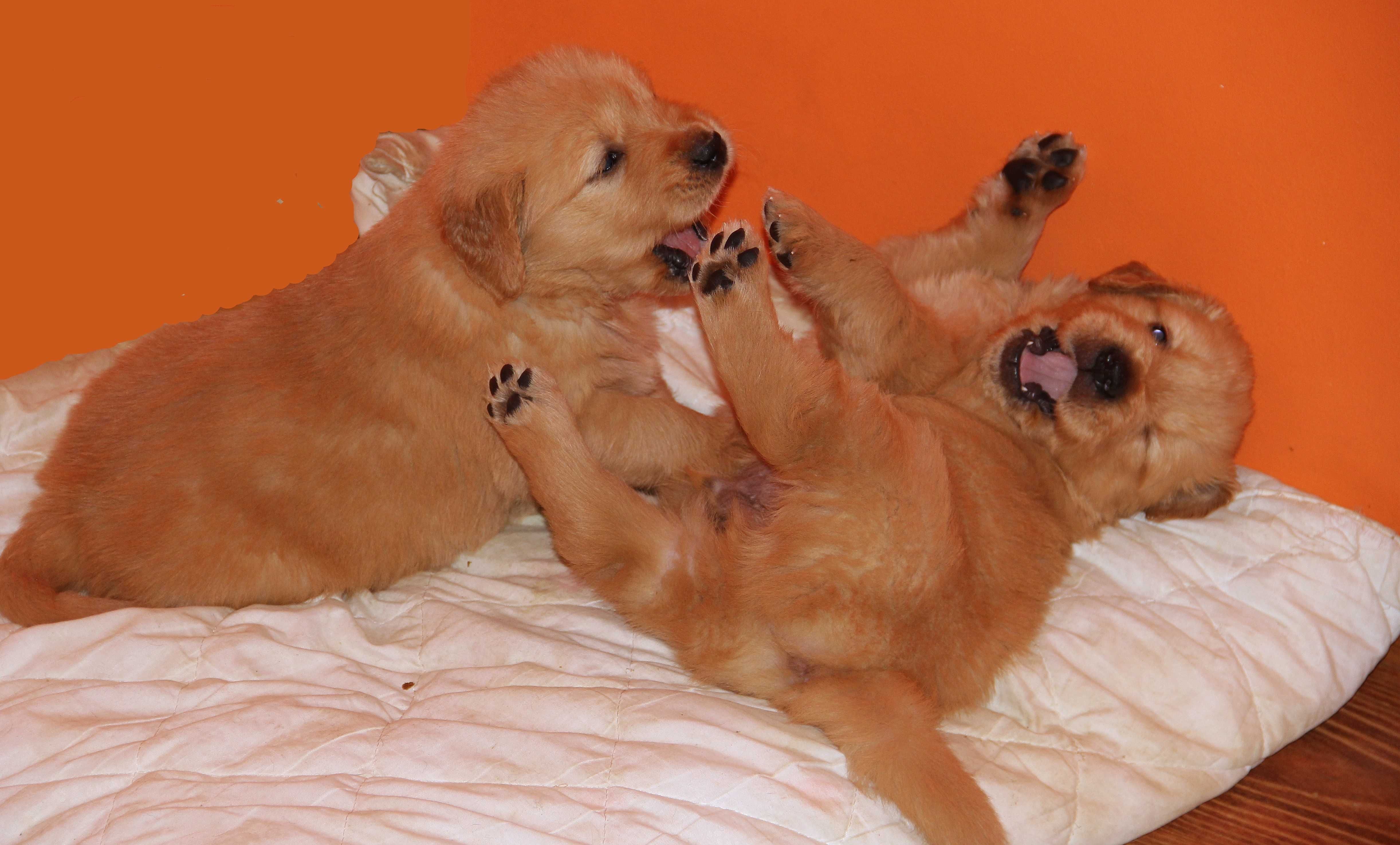 Golden Retriever
