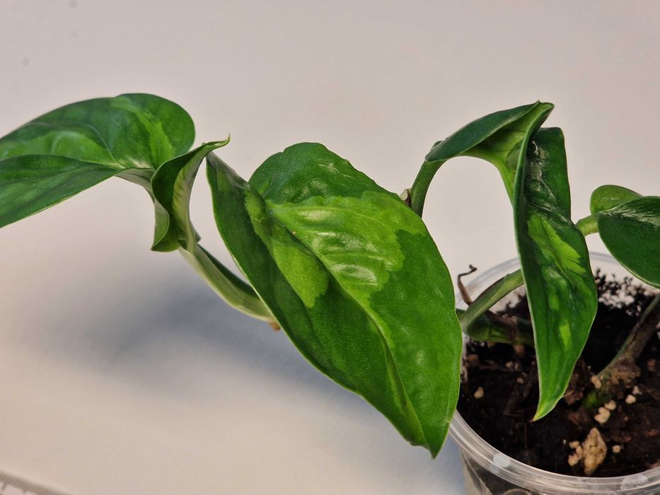 Епіпремнум сциндапсус глобал грін