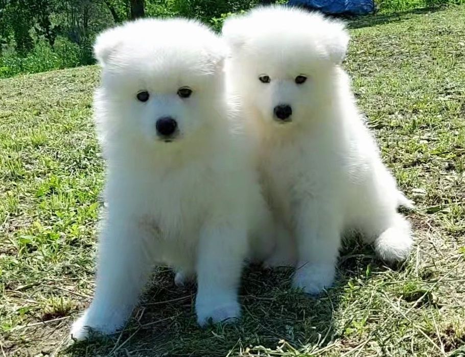 Кому Самоєда? Є вільні цуценята.