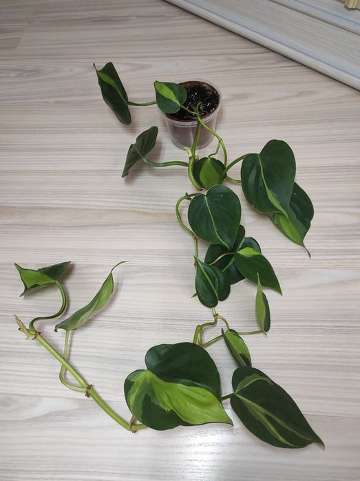 Сциндапсус, епіпремнум, кімнатні рослини,ліана