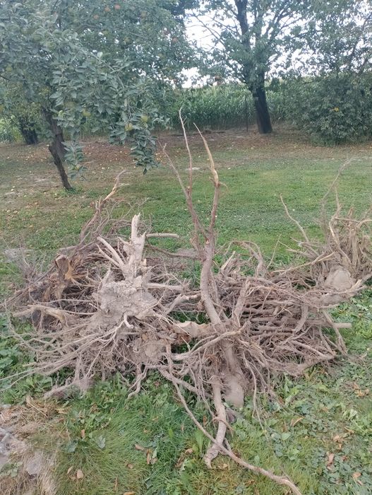 Oddam pniaki po wiśni i śliwce