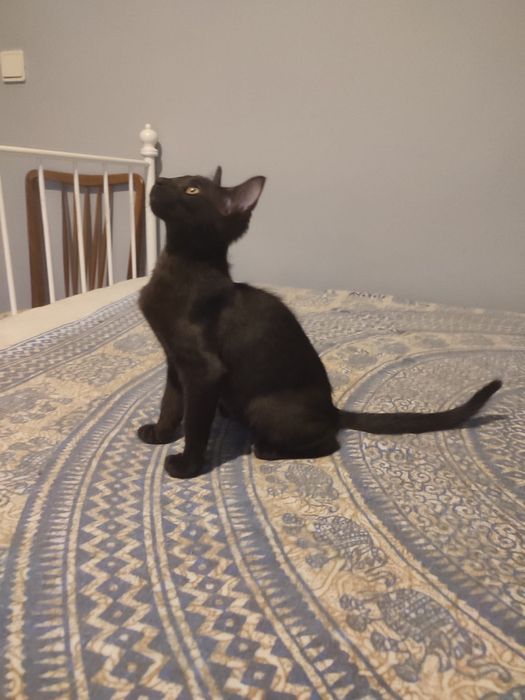 Lia  - 5/6 meses para adopcao