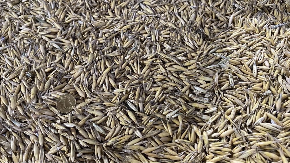 Sprzedam świeży owies jary z tegorocznego zbioru 2025