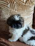 Shih TZU samiec do odbioru