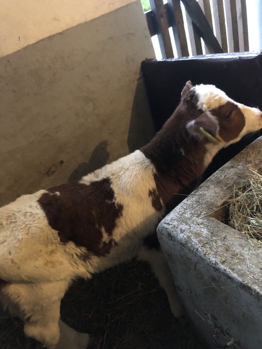 Sprzedam 5 jalowek 1 byczka