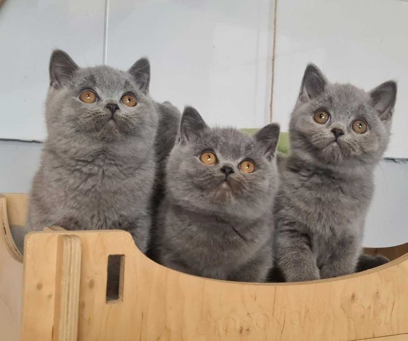 Kocurek Brytyjski Niebieski